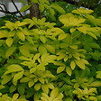 ARBORIX - Oranger du Mexique 'Sundance' - Choisya Ternata 'Sundance'  - 50-60 cm pot - vignette
