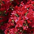 ARBORIX - 2 x Azalée Japonaise rouge - Azalea Japonica Rood  - 25-30 cm pot - vignette