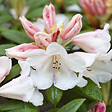 ARBORIX - Rhododendron 'Grumpy' - Rhododendron 'Grumpy'  - 30-40 cm pot - vignette