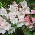 ARBORIX - Rhododendron 'Grumpy' - Rhododendron 'Grumpy'  - 30-40 cm pot - vignette