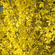 ARBORIX - 2 x Mimosa de Paris 'Week end' - Forsythia intermedia 'Week End'  - 50-60 cm pot - vignette