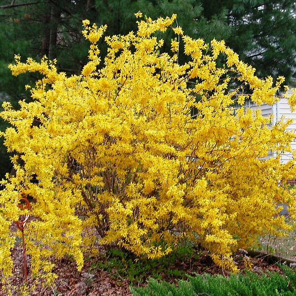 ARBORIX - 2 x Mimosa de Paris 'Week end' - Forsythia intermedia 'Week End'  - 50-60 cm pot - large