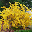 ARBORIX - 2 x Mimosa de Paris 'Week end' - Forsythia intermedia 'Week End'  - 50-60 cm pot - vignette