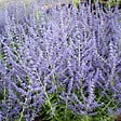 ARBORIX - Sauge d'Afghanistan 'Blue Spire' - Perovskia 'Blue Spire'  - 50-60 cm pot - vignette