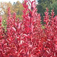 ARBORIX - 2 x Épine-vinette de Thunberg - Berberis thunbergii 'Red Rocket'  - 25-30 cm pot - vignette