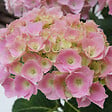 ARBORIX - 2 x Hortensia 'Bodensee' - Hydrangea macrophylla 'Bodensee'  - 25-30 cm pot - vignette
