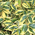 ARBORIX - 2 x Chalef 'Gilt Edge' - Elaeagnus Ebbingei 'Gilt Edge'  - 30-40 cm pot - vignette