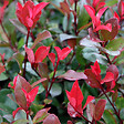 ARBORIX - Photinia fraseri 'Little Red Robin' - Photinia Fraseri 'Little Red Robin'  - 40-50 cm pot - vignette