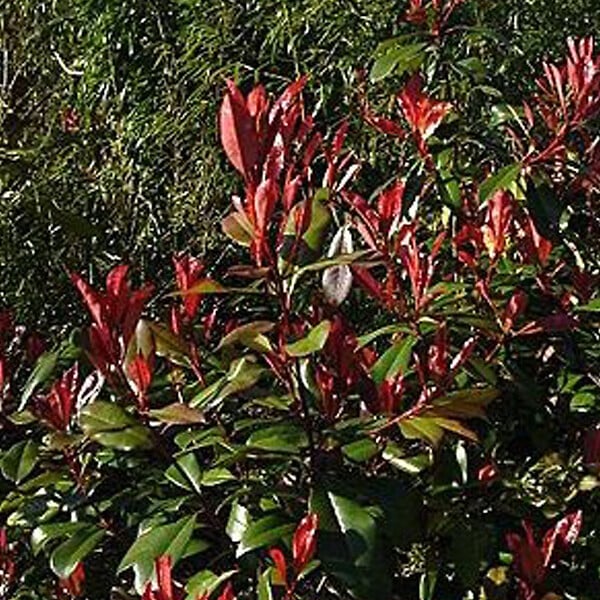 ARBORIX - Photinia fraseri 'Little Red Robin' - Photinia Fraseri 'Little Red Robin'  - 40-50 cm pot - large