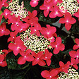 ARBORIX - Hortensia 'Teller Red' - Hydrangea 'Teller Red'  - 40-60 cm pot - vignette