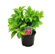 ARBORIX - Hortensia 'Teller Red' - Hydrangea 'Teller Red'  - 40-60 cm pot - vignette