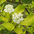 ARBORIX - 2 x Cornouiller blanc 'kit' - Cornus alba  - 60-80 cm pot - vignette