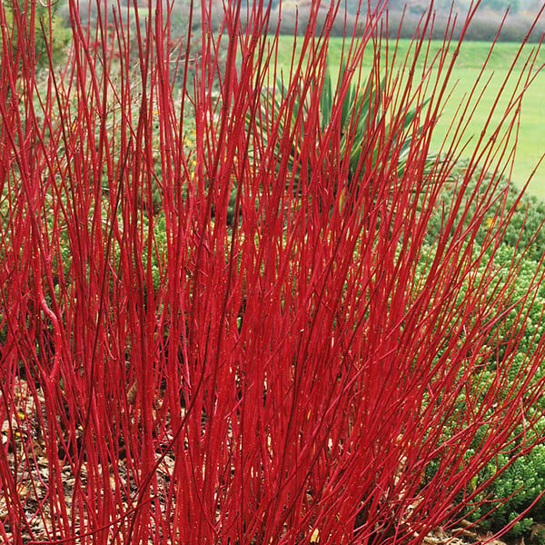 ARBORIX - 2 x Cornouiller blanc 'kit' - Cornus alba  - 60-80 cm pot - large