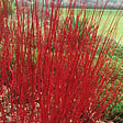 ARBORIX - 2 x Cornouiller blanc 'kit' - Cornus alba  - 60-80 cm pot - vignette