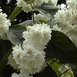 ARBORIX - 2 x Deutzie magnifica - Deutzia Magnifica  - 60-80 cm pot - vignette