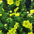 ARBORIX - 2 x Potentille arbustive 'Kobold' - Potentilla Fruticosa 'Kobold'  - 25-30 cm pot - vignette