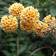 ARBORIX - 2 x Arbre aux papillons - Buddleja Weyeriana 'Sungold'  - 40-60 cm pot - vignette