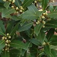 ARBORIX - 6 x Laurier noble - Laurus Nobilis  - godet 9cm x 9cm - vignette