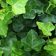ARBORIX - 2 x Lierre d'Irlande - Hedera Hibernica  - 40-60 cm pot - vignette
