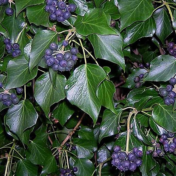 ARBORIX - 2 x Lierre d'Irlande - Hedera Hibernica  - 40-60 cm pot - large