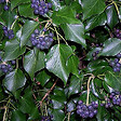 ARBORIX - 2 x Lierre d'Irlande - Hedera Hibernica  - 40-60 cm pot - vignette