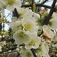 ARBORIX - 2 x Cognassier du Japon 'Nivalis' - Chaenomeles Speciosa 'Nivalis'  - 30-40 cm pot - vignette