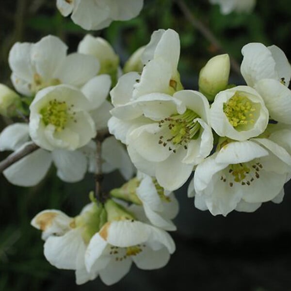 ARBORIX - 2 x Cognassier du Japon 'Nivalis' - Chaenomeles Speciosa 'Nivalis'  - 30-40 cm pot - large