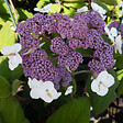 ARBORIX - Hydrangea 'Sargentiana' - Hydrangea Aspera Sargentiana  - 50-60 cm pot - vignette