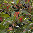ARBORIX - 2 x Aronie à fruits noirs 'Viking' - Aronia prunifolia 'Viking'  - 40-60 cm pot - vignette