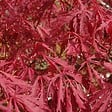 ARBORIX - Érable du Japon 'Garnet' - Acer Palmatum 'Garnet'  - 60-80 cm pot - vignette