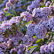 ARBORIX - 2 x Arbre aux papillons - Buddleja alternifolia  - 40-60 cm pot - vignette