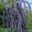 ARBORIX - 2 x Arbre aux papillons - Buddleja alternifolia  - 40-60 cm pot - vignette