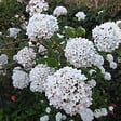 ARBORIX - Viorne carlcephalum - Viburnum Carlcephalum  - 40-60 cm pot - vignette