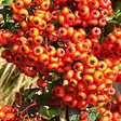 ARBORIX - 2 x Buisson ardent 'Orange Glow' - Pyracantha 'Orange Glow'  - 60-80 cm pot - vignette