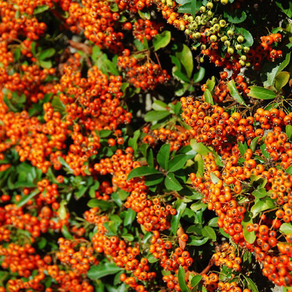 ARBORIX - 2 x Buisson ardent 'Orange Glow' - Pyracantha 'Orange Glow'  - 60-80 cm pot - large