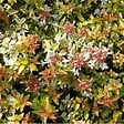 ARBORIX - Abélie - Abelia Grandiflora Kaleidoscope  - 50-60 cm pot - vignette