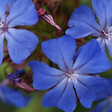 ARBORIX - 2 x Plumbago de Willmott - Ceratostigma Willmottianum  - 30-40 cm pot - vignette
