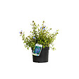 ARBORIX - 2 x Plumbago de Willmott - Ceratostigma Willmottianum  - 30-40 cm pot - vignette