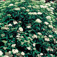 ARBORIX - 2 x Spirée Japonaise 'Albiflora' - Spiraea Japonica 'Albiflora'  - 20-25 cm pot - vignette