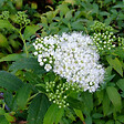 ARBORIX - 2 x Spirée Japonaise 'Albiflora' - Spiraea Japonica 'Albiflora'  - 20-25 cm pot - vignette