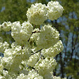 ARBORIX - Viorne de Chine - Viburnum plicatum 'Grandiflorum'  - 40-60 cm pot - vignette