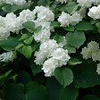 ARBORIX - Viorne de Chine - Viburnum plicatum 'Grandiflorum'  - 40-60 cm pot - vignette