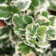 ARBORIX - Fusain persistant 'Emerald Gaiety' - Euonymus Fortunei 'Emerald Gaiety'  - 40-50 cm pot - vignette