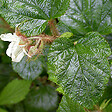 ARBORIX - 6 x Ronce rampante tricolor - Rubus tricolor  - godet 9cm x 9cm - vignette