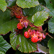 ARBORIX - 6 x Ronce rampante tricolor - Rubus tricolor  - godet 9cm x 9cm - vignette