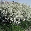 ARBORIX - 2 x Spirée de Thunberg - Spiraea thunbergii  - 40-60 cm pot - vignette