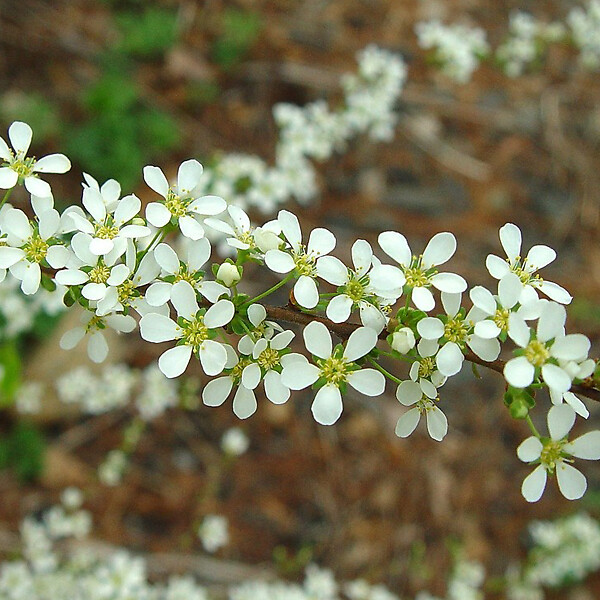 ARBORIX - 2 x Spirée de Thunberg - Spiraea thunbergii  - 40-60 cm pot - large