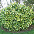 ARBORIX - 2 x Aucuba du Japon 'Variegata' - Aucuba Japonica 'Variegata'  - 30-40 cm pot - vignette
