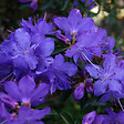 ARBORIX - 2 x Rhododendron 'Gristede' - Rhododendron 'Gristede'  - 20-30 cm pot - vignette