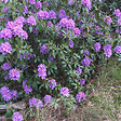 ARBORIX - 2 x Rhododendron 'Gristede' - Rhododendron 'Gristede'  - 20-30 cm pot - vignette
